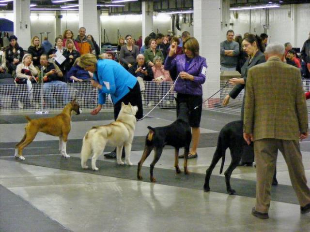 Mister in ring 2.jpg